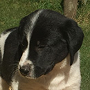 Pinto was adopted in October, 2016